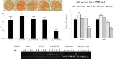 지방전구세포의 TN overexpression 유도. mouse의 full length 및 domain 3 truncated 발현체 (mTet123, mTet12)를 제작, 3T3-L1 지방전구세포에 over- expression을 유도한 후 지방세포분화에의 영향을 oil-red -o 염색 및 RT-PCR을 통해 조사.