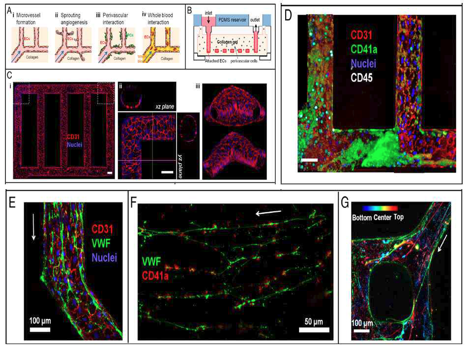 Microfluidic vessel networks. (A-D): morphology and barrier function of endothelium, endothelial sprouting, (E-G): blood-endothelial interation.