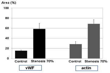 immunohistochemistry 결과 (area; 단위%) : vWF(von Willibrand factor) 와 actin stain. Control칩(stenosis 0%) 과 동맥경화칩(stenosis 70%) 비교 결과