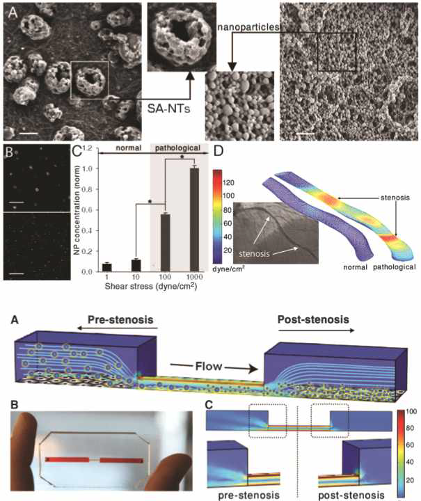 동맥경화칩 과 nanoparticle 코팅