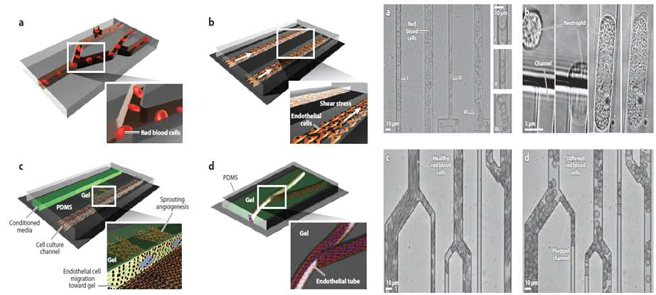 Microfluidic models of vascular functions(left) and microfluidic studies of microcirculatory dyanmics