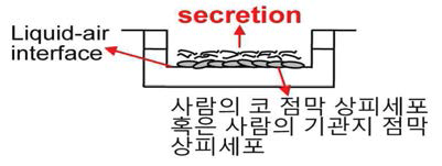 점막 상피세포 배양 시