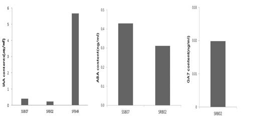 Bacillus tequilensis SSB07, Bacillus aryabhattai SRB02, Lysinibacillus macroides SFB49의 식물호르몬 생 성 함량
