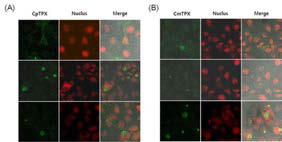 TOPO-CpTPx 및 TOPO-CmTPx의 COS7 cells 내 발현 확인.