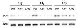 CpTPx 또는 CmTPx에 의한 세포 유전자 손상억제.