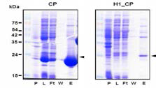 Hph-1-conjugated CpTPx (H1_CP)의 재조합 단백질 발현량이 매우 낮음