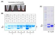 R9-conjugated (C-term.) CpTPx의 회수율 극대화 조건 탐색 및 soluble protein의 정제