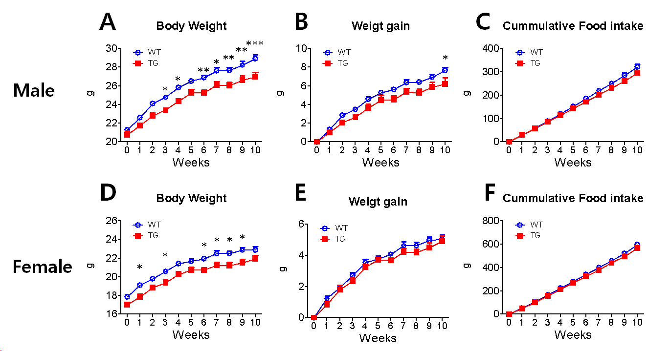 정상식이섭취시 TG와 WT의 체중 및 식이섭취 비교