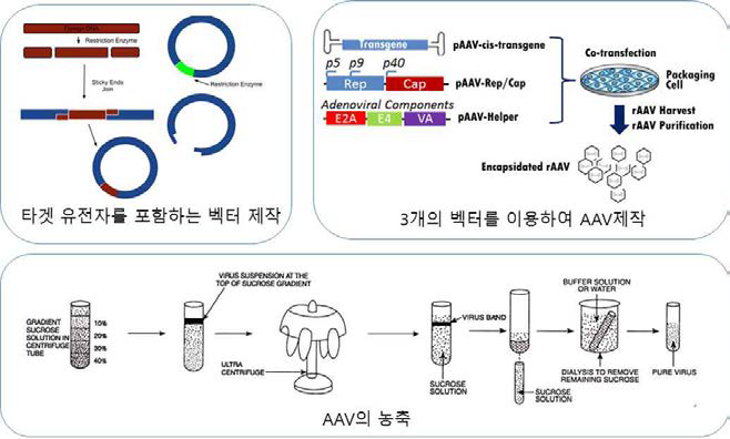 후보 신호전달인자를 과발현시키는 바이러스 제작 과정