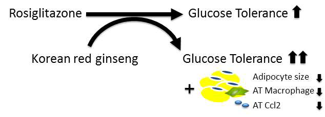 비만생쥐의 인슐린저항성에 대한 Korean red ginseng와 Rosiglitazone 병합 투여 시 개선 효과와 기전을 규명함