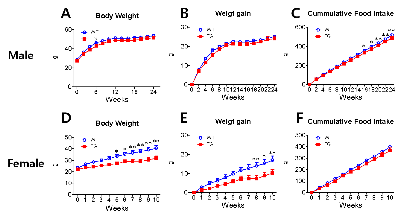 고지방식이 섭취시 TG와 WT의 체 중 및 식이섭취 비교