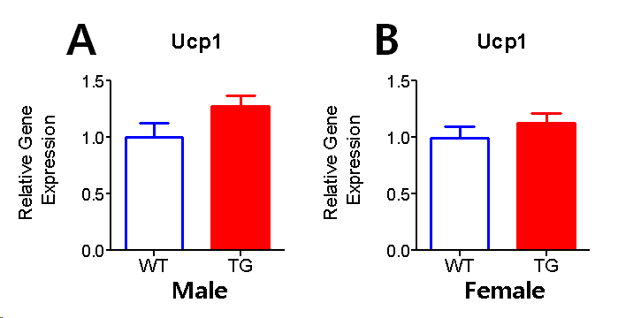 후보 신호전달인자 과발현 생쥐에서의 상 대적인 Ucp1 유전자 발현량 측정