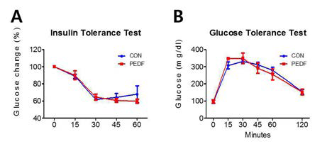 바이러스를 투여한 생쥐에게 고지방 식이를 공급하여 비만을 유도 한 후 인슐린 저항성 평가 (A)와 당 내 성 평가 (B) 수행