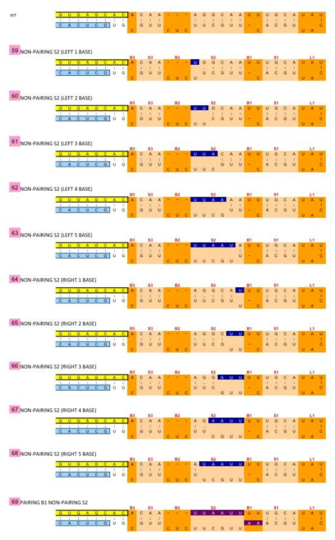 Pri-miR156a stem 2 (S2)의 gradual mutation 구조변이체 디자인