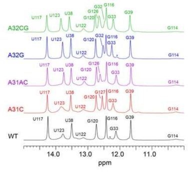 야생형과 pri-miR156a 구조변이체의 1D Imino proton spectra