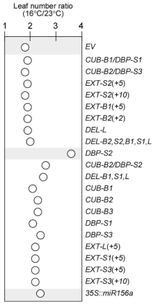 svMIR156A-US 돌연변이 체의 23도와 16도에서 Leaf Number Ratio 분석