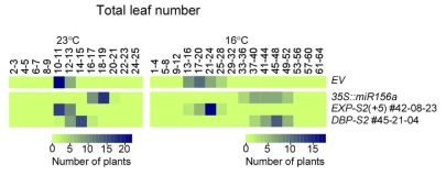 독립적인 homozygous 식물체인 DBP-S2 (#42-08-23)과 EXT-S2 (#45-21-04)의 23도와 16도에서의 개화시기