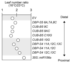 svMIR156A-LS 돌연변이체의 23도와 16도에서 Leaf Number Ratio 분석