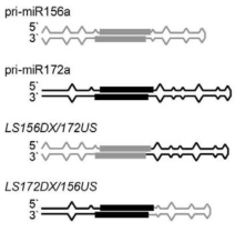 pri-miR156a와 pri-miR172a swapping 돌연변이체의 구조
