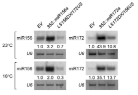 pri-miR156a와 pri-miR172a swapping 돌연변이체에서 mature miR156과 miR172 level 분석
