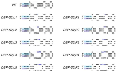 pri-miR156a stem 2 (S2) gradual mutation의 구조 돌연변이체