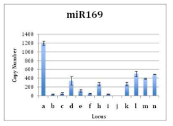 miR169 loci의 absolute quantification