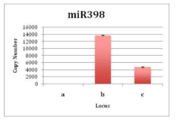 miR398 loci의 absolute quantification