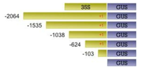 miR172c의 각 depleted promoter와 GUS유전자의 결합 construct.표시된 숫자는 transcription start site로부터의 upstream nucleotide 개수를 의미하며, 35S promoter는 positive control로 사용됨