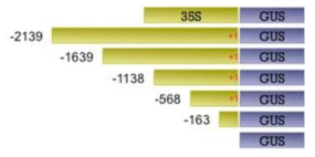 miR398b의 각 depleted promoter와 GUS유전자의 결합 construct.표시된 숫자는 transcription start site로부터의 upstream nucleotide 개수를 의미하며, 35S promoter는 positive control로 사용됨