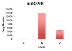 MiR398의 major locus 규명