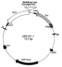 pBI101 vector의 map