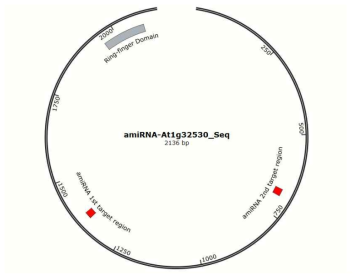 AT1G32530 유전자에 artificial miRNA가 삽입 된 위치를 표시한 map