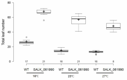 SALK_061990의 온도별 개화시기 측정