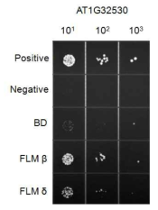 Full-length의 AT1G32530, FLM-beta, FLM-delta 단백질간의 상 호 결합