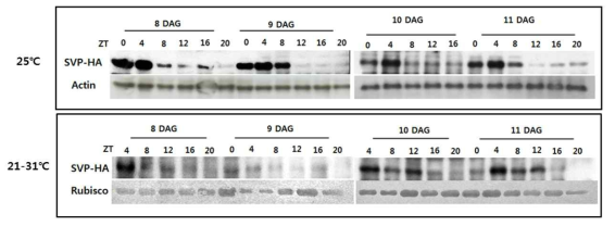 발아 후 온도에 따른 SVP 단백질의 양적변화.