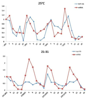 SVP 발현양상과 단백질 양의 변화 비교