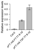 qPCR를 통 한 HA:FT:T7과 HA:TSF:T7의 mRNA 발현량 비교