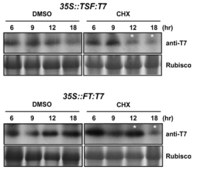 35S::TSF:T7과 35S::FT:T7 식물 체에 cycloheximide (CHX)를 처리한 뒤 시간 에 따라 샘플링 했음