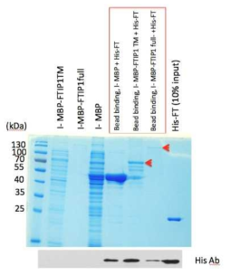 Pull down assay. MBP tagged FTIP1(1-709 aa)과 His tagged FT 그리 고 MBP tagged FTIP1 TM(509-794 aa) 과 His tagged FT의 interaction