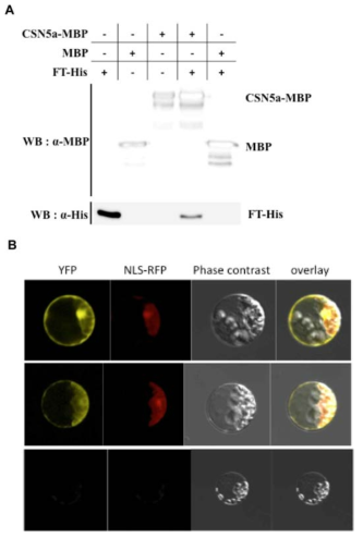 (A) FT와 CSN5A 단백질의 in vitro pull-down assay (B) FT와 CSN5A 단백 질의 BiFC assay