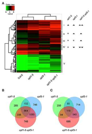 upf1-5, upf3-1, upf1-5 upf3-1의 유 전자 발현 변화