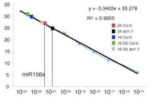 miR156a의 primary transcript의 절대적인 양의 차이