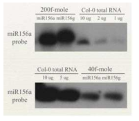 synthetic한 miR156을 대조구로 야생형의 miR156a를 측정한 결과