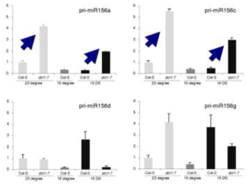 DCL1 돌연변이체에서의 miR156a-g의 primary transcript의 비교