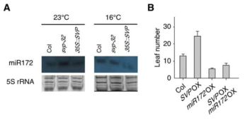 SVP와 miR172간의 분자적, 유전학적 관계 조사