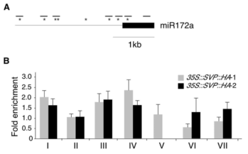 SVP 단백질과 miR172a loci간의 상호작용