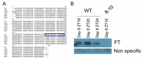 FT family 유전자의 아미노산 서열과 FT 단백질 항체의 western 혼 성화 결과