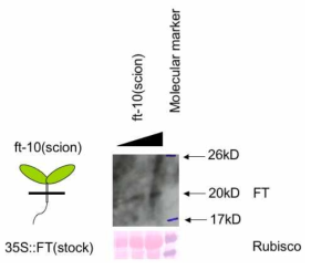 접목 (grafting) 실험을 한 개체 상부 (scion)에서의 FT 단백질 western 혼성화 반응