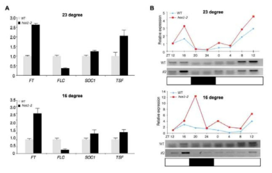 hos1-2 돌연변이체에서 개화시기 유전자들의 발현조사
