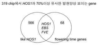 319 DNA chip에서 HOS1 유전자와 발현양 상이 70%이상 유사한 개화시기 유전자 분석 결과